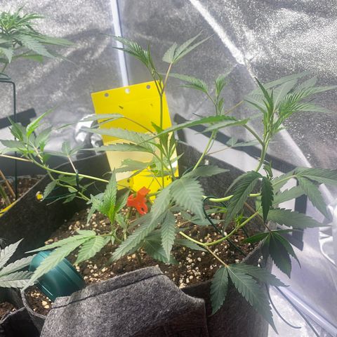 RRZ growlog timeline photo