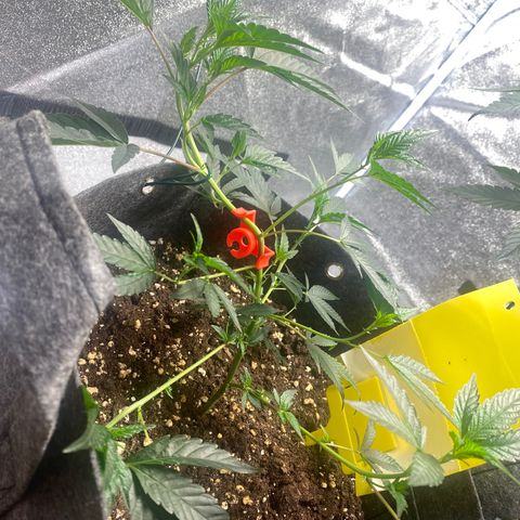 STP growlog timeline photo
