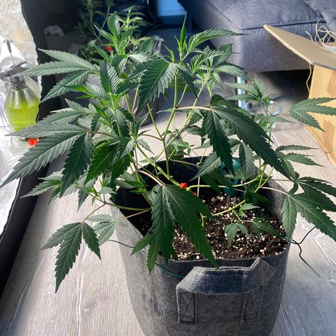RRZ growlog timeline photo