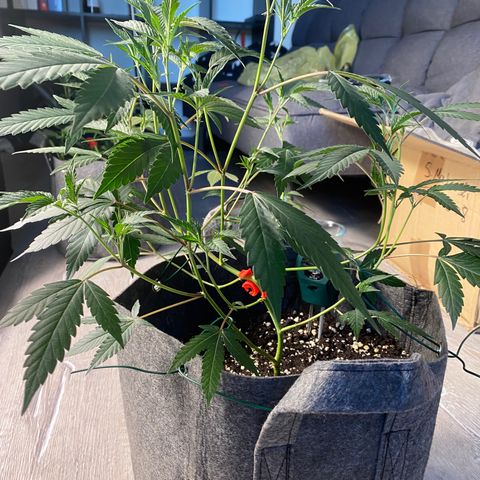 RRZ growlog timeline photo