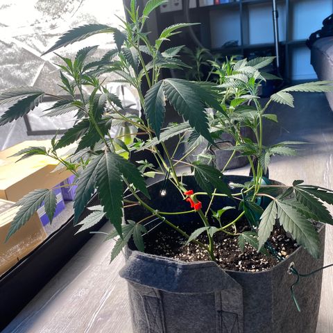 RRZ growlog timeline photo