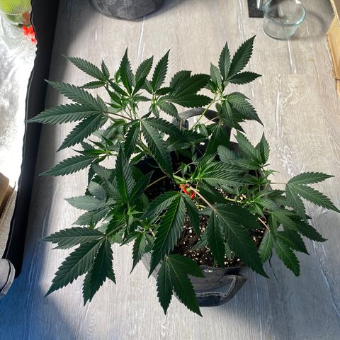 RRZ growlog timeline photo