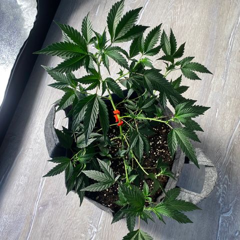 STP growlog timeline photo