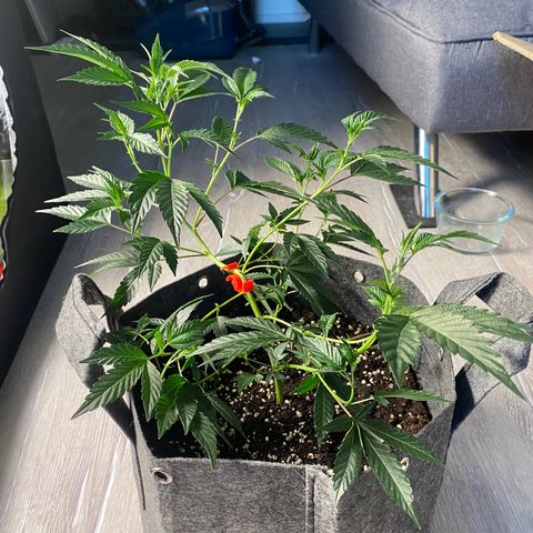 STP growlog timeline photo