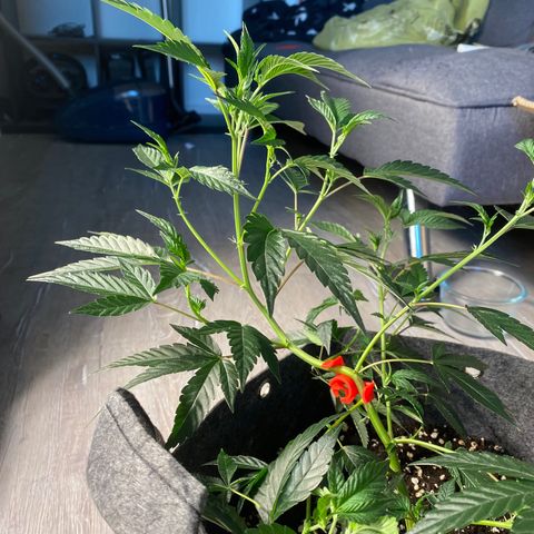 STP growlog timeline photo