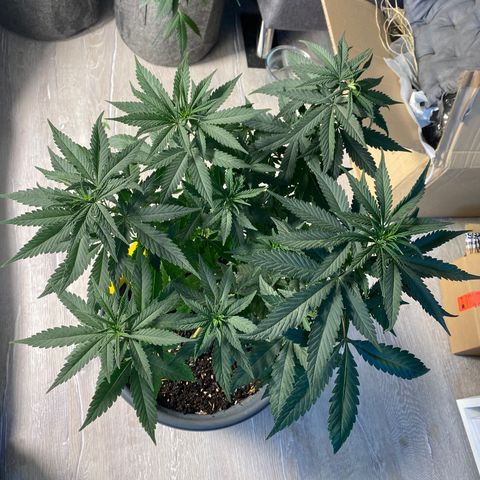 Frosti growlog timeline photo