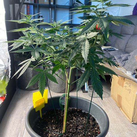 Frosti growlog timeline photo