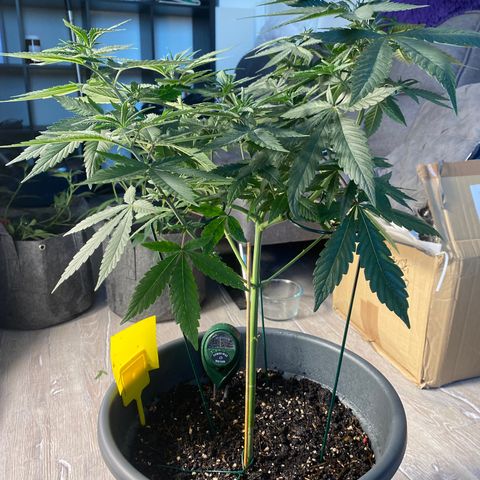 Frosti growlog timeline photo