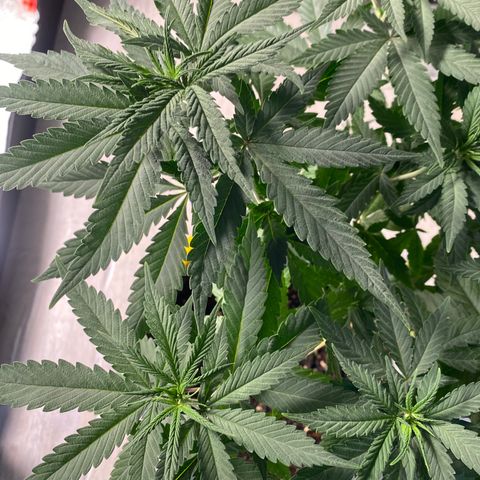 Frosti growlog timeline photo