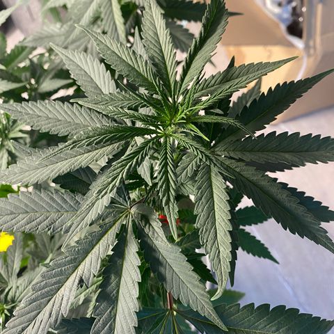 Frosti growlog timeline photo