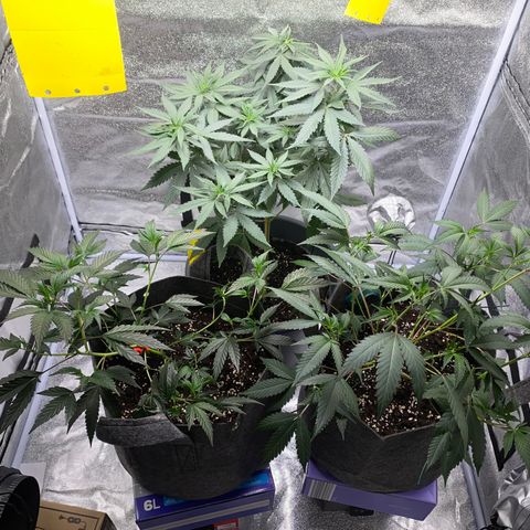 Frosti growlog timeline photo