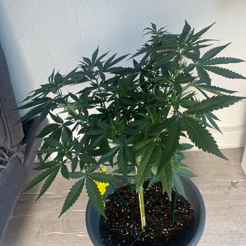 Frosti growlog timeline photo