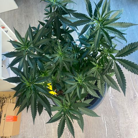 Frosti growlog timeline photo