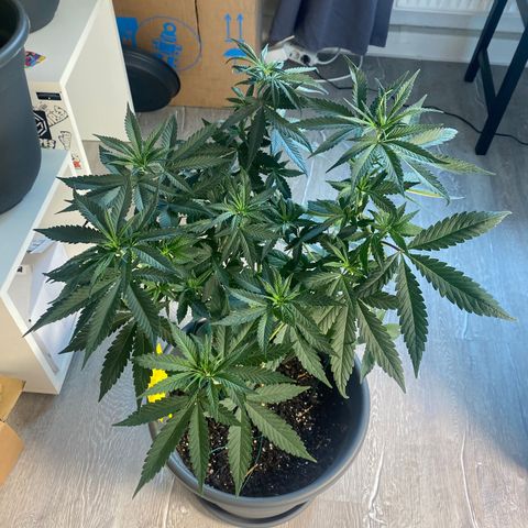 Frosti growlog timeline photo