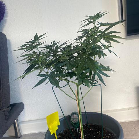 Frosti growlog timeline photo