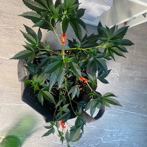 STP growlog timeline photo