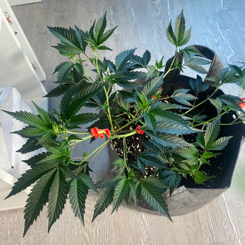 STP growlog timeline photo