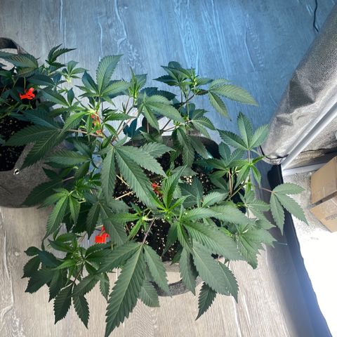 RRZ growlog timeline photo