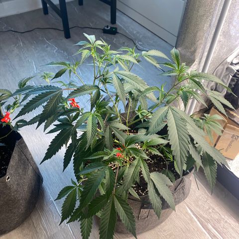 RRZ growlog timeline photo
