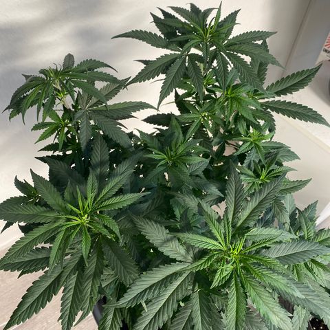 Frosti growlog timeline photo