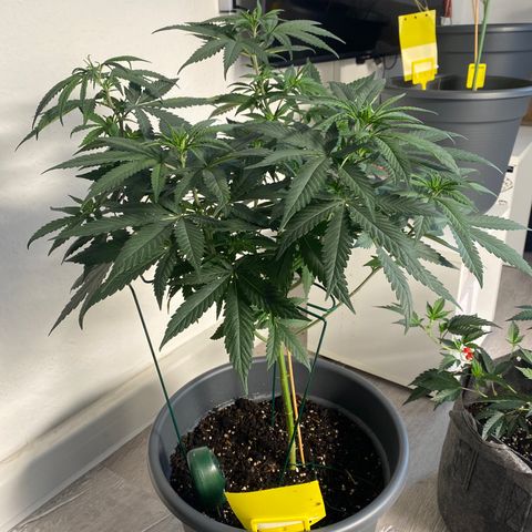 Frosti growlog timeline photo
