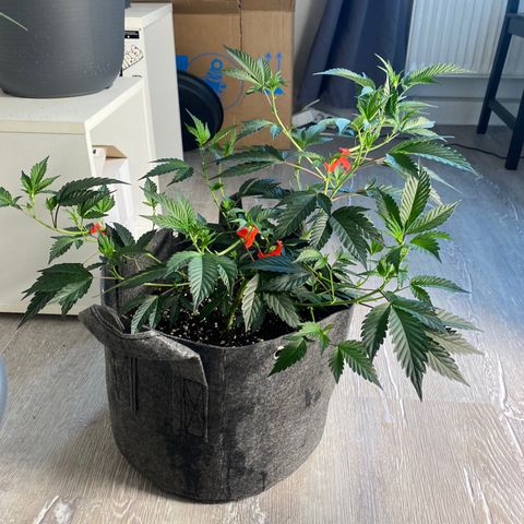 STP growlog timeline photo