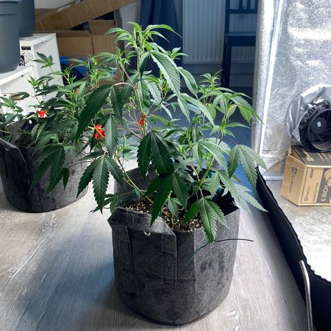 RRZ growlog timeline photo