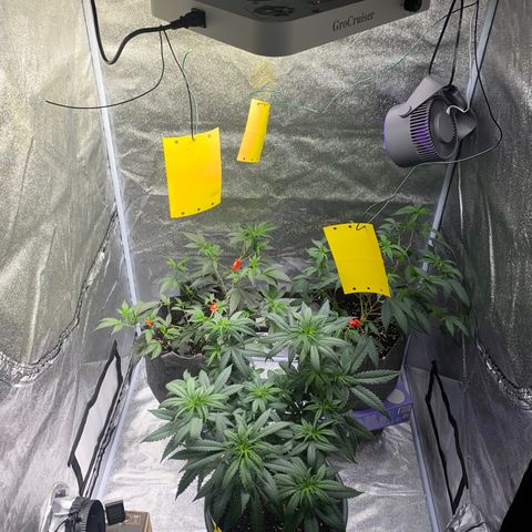 Frosti growlog timeline photo