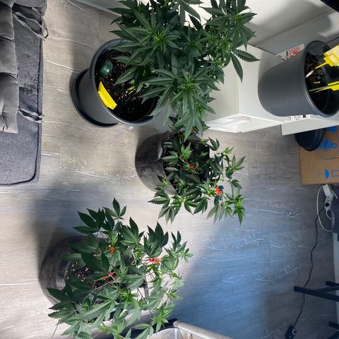 Frosti growlog timeline photo