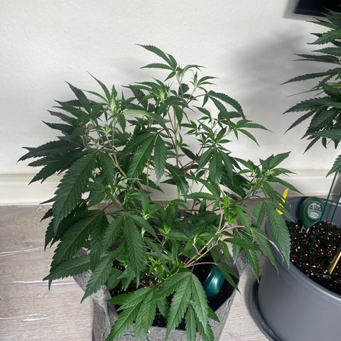 RRZ growlog timeline photo