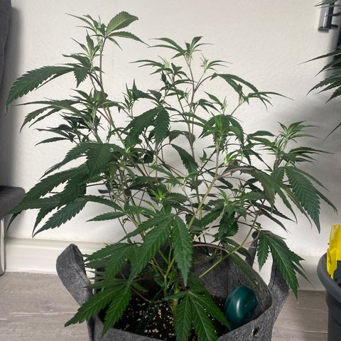 RRZ growlog timeline photo
