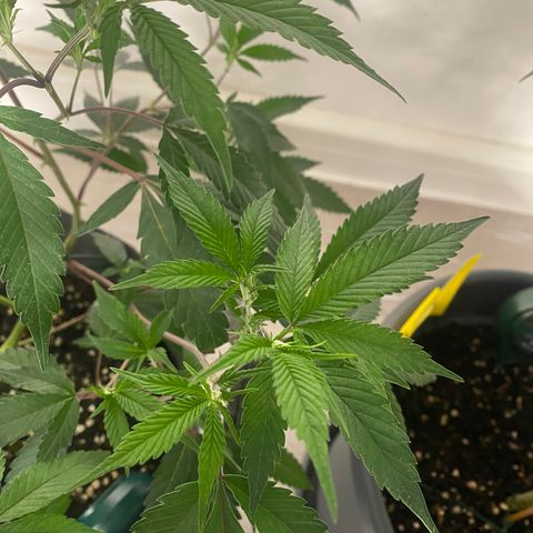 RRZ growlog timeline photo
