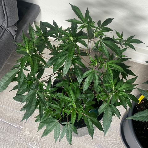 RRZ growlog timeline photo