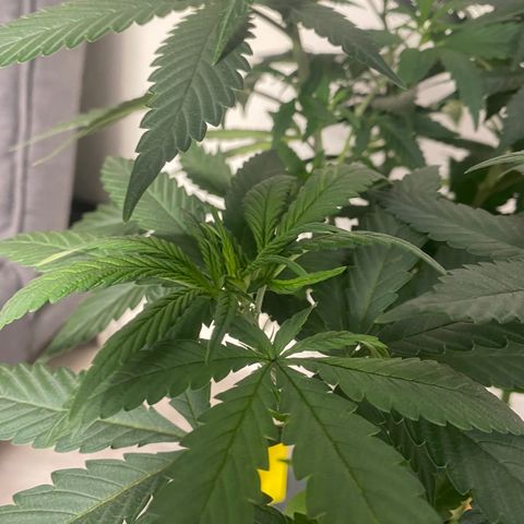 Frosti growlog timeline photo