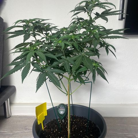 Frosti growlog timeline photo