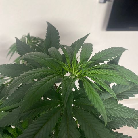 Frosti growlog timeline photo