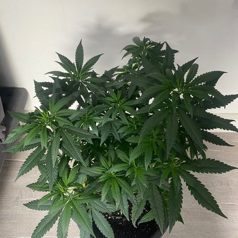Frosti growlog timeline photo
