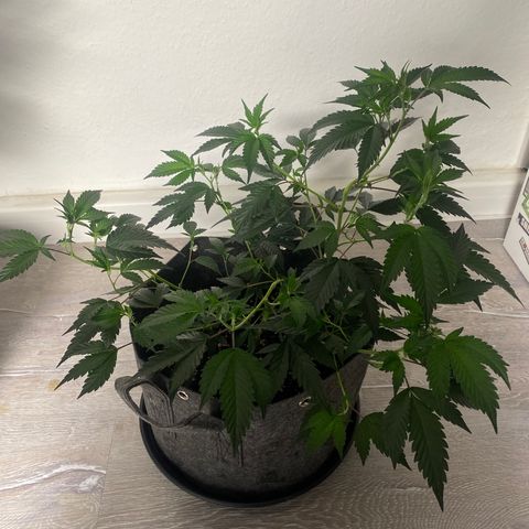 STP growlog timeline photo