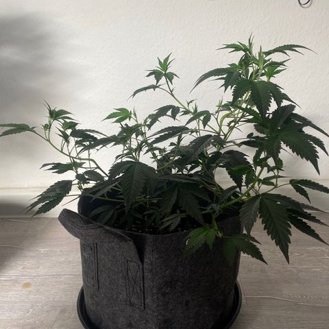 STP growlog timeline photo