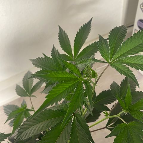 STP growlog timeline photo