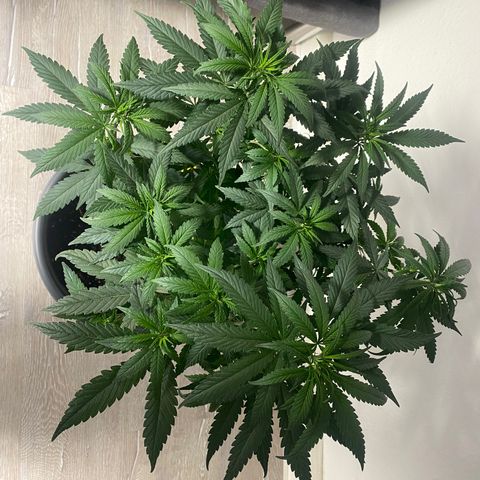 Frosti growlog timeline photo