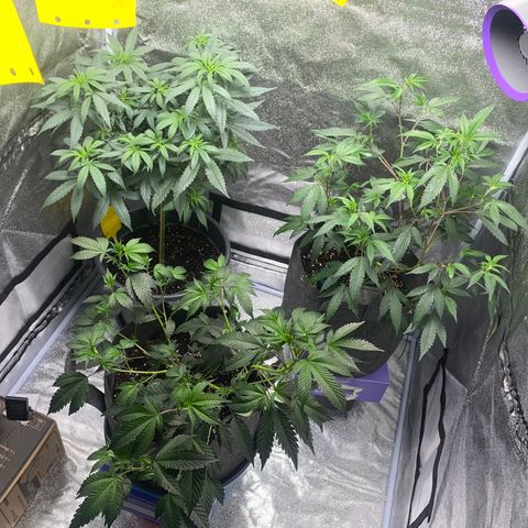Frosti growlog timeline photo