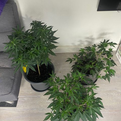 Frosti growlog timeline photo