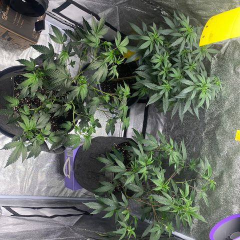 Frosti growlog timeline photo