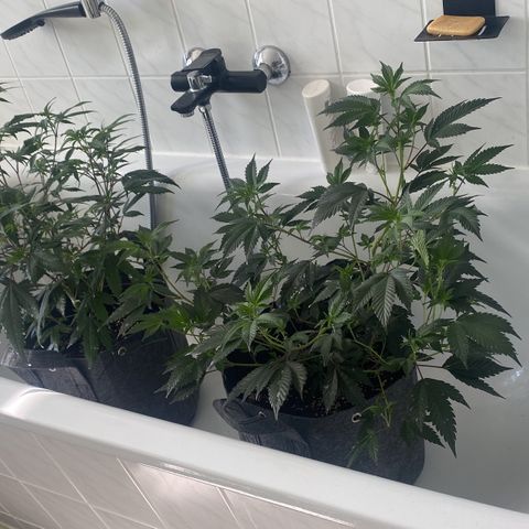STP growlog photo: Neemöl