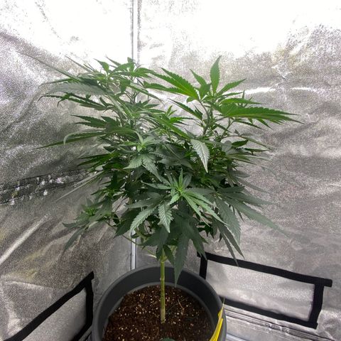 Frosti growlog timeline photo