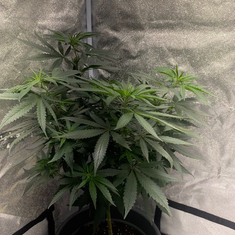 Frosti growlog timeline photo