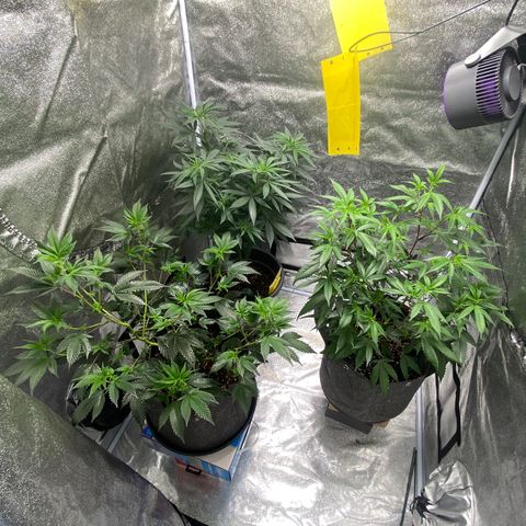 Frosti growlog timeline photo