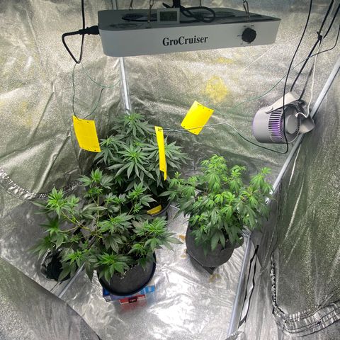 Frosti growlog timeline photo