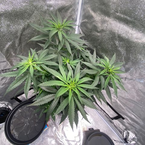 Frosti growlog timeline photo